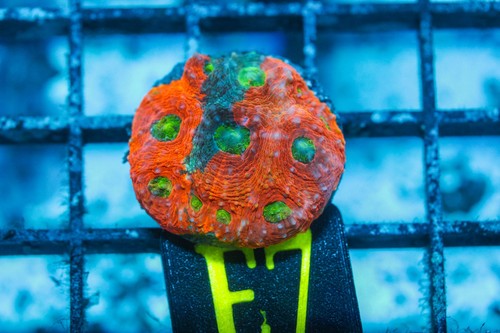 Wysiwyg live coral - wysiwyg,