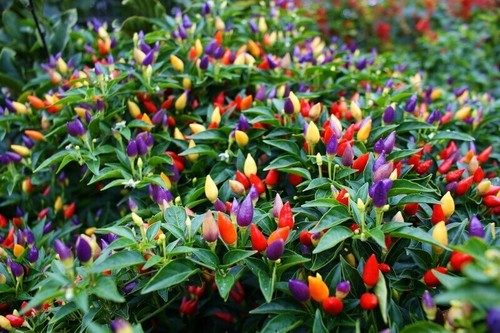 Pepper bolivian rainbow plug - 'bolivian,