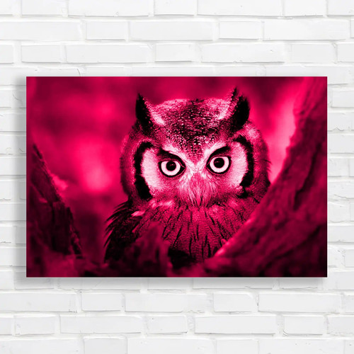 Stunning staring owl pink - owl,