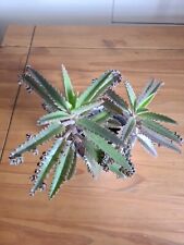 Mexican Hat Plant Kalanchoe