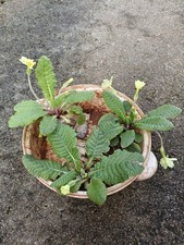 3 Primula Vulgaris Plants