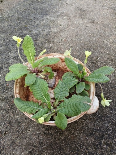 Primula vulgaris plants - 3,