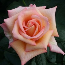 Rosa Scent-Sation ('Fryromeo')