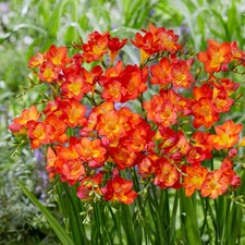 Easy to Grow Freesia Single