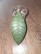 Hoya Callistophylla (Possibly