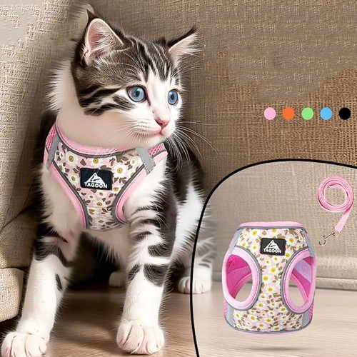 Kitten dogs cat harness and - dogs,