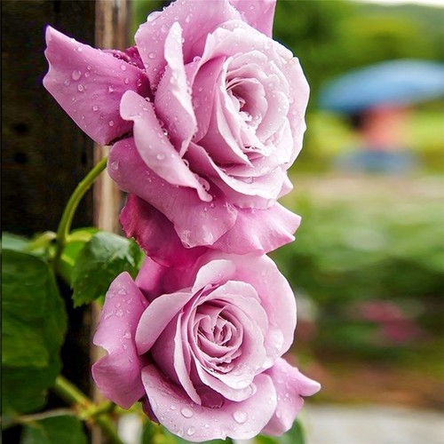 English bush rose flower - bush,