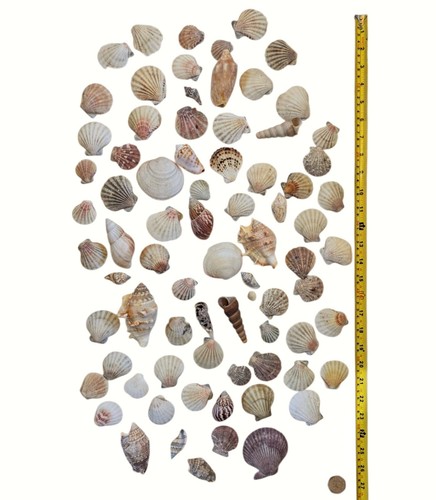 Mixed natural sea shells - natural, over