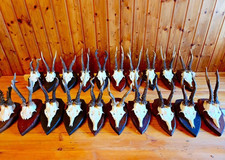 Taxidermy-Deer Antler-20