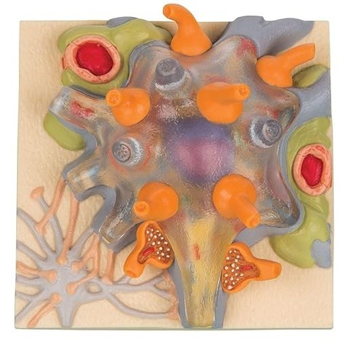 C40 1human anatomy neuron cell - anatomy,