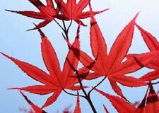 50 x Redleaf Japanese Maple