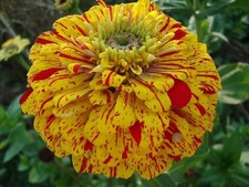 Large  ZINNIA elegans ‘POP
