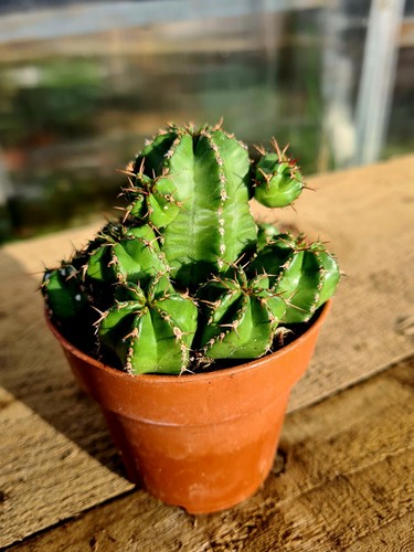 Euphorbia echinus - euphorbia, v
