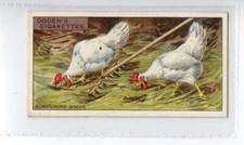 (Jf8049) OGDENS,POULTRY