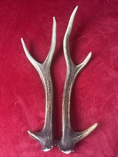 PAIR OF SIKA DEER ANTLERS
