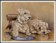 SEALYHAM TERRIER DOGS LOVELY