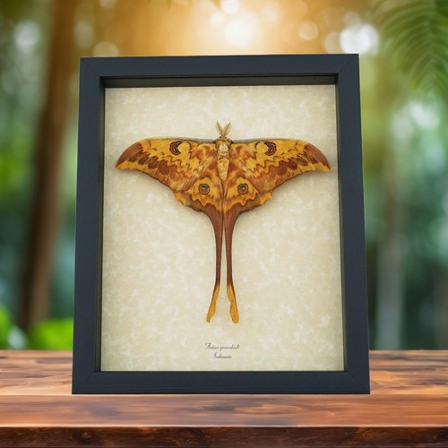 Real framed indonesian moon - real,