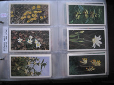 PLAYERS DONCELLA FULL SET IN