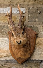 Taxidermy Mount Jacalope Hare (Lupus timidus)