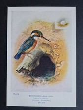 Antique 1910 print - Kingfisher - Birds - Ornithology - George Rankin