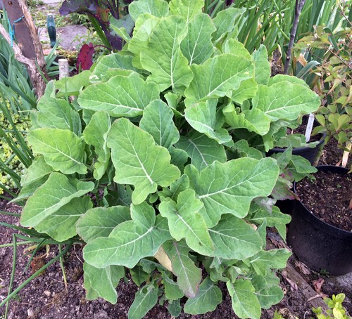 Perennial kale ewiger - kale,