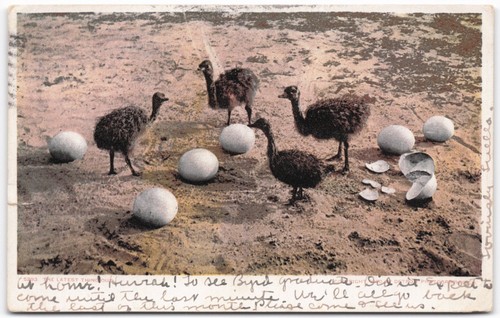 1919 santa barbara - santa, ostrich