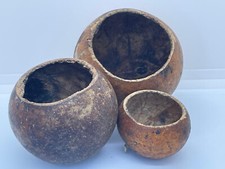 Large Natural Polished Tiger Cowrie Seashell Rare Real Aquarium Decor 3 In