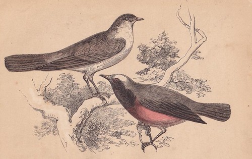 1851 nightingale redstart - nightingale, &