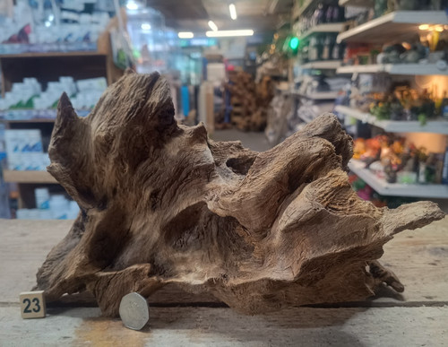Derwen oak bogwood 44cm - derwen,