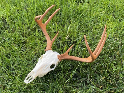 Replica deer and antlers - and,