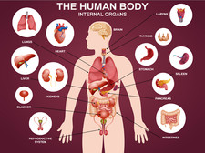 Educational Human Body