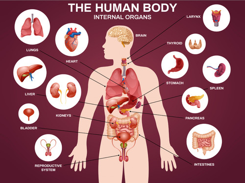 Educational human body - educational,