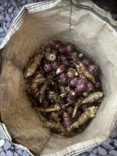 Jerusalem Artichoke Tubers -