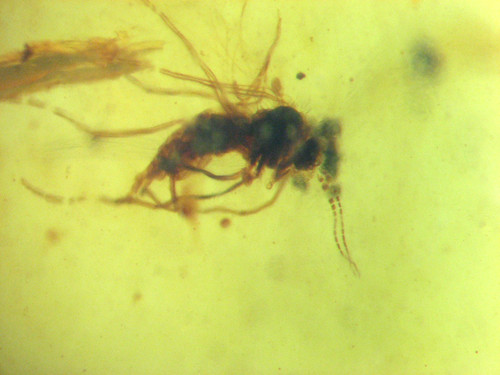 Cretaceous amber fossil - cretaceous, w/