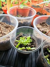 Dragon Fruit Seedlings Pitaya