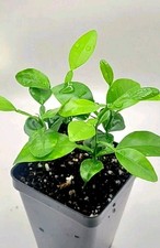Set of 4  healthy kaffir lime