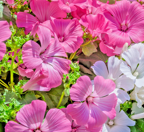350x lavatera trimestris rose - lavatera,