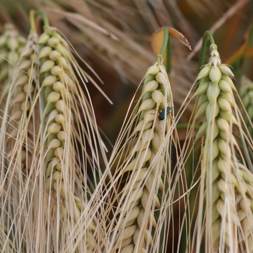 Organic khoresan wheat seeds - khoresan,