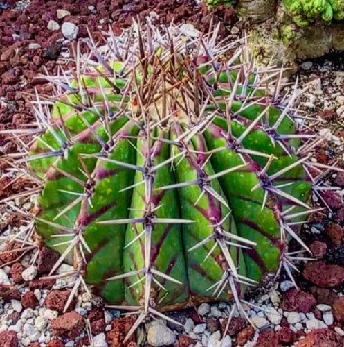 Echinocactus ingens var