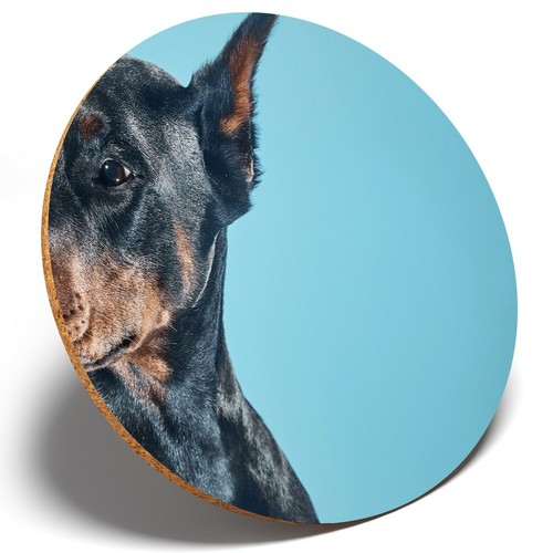Doberman dog portrait - x,