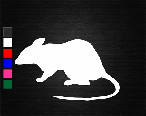 Rat vermin animal - rat,