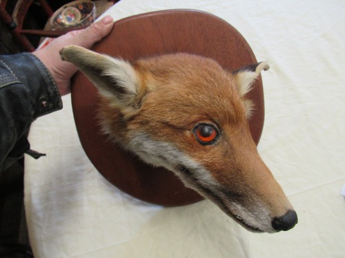 Taxidermy fox head - taxidermy,