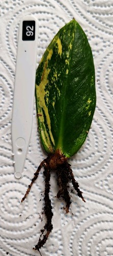 Zamioculcas zamiifolia - zamioculcas,