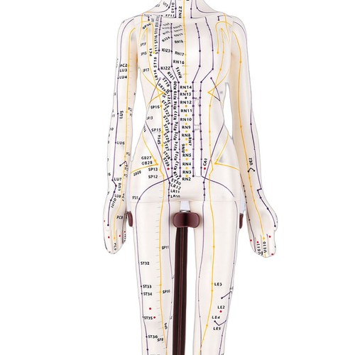 5in acupuncture model full - acupuncture,