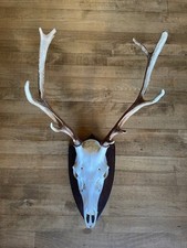 Large Red Deer Stag Antler