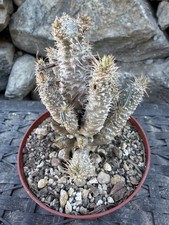 Pachypodium rosulatum Multiple