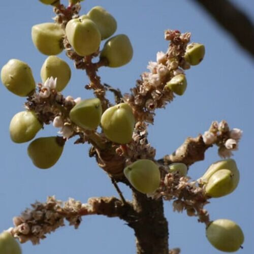 Indian frankincense - indian,