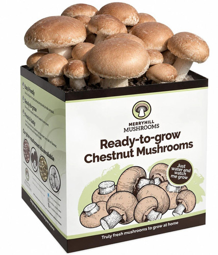 Chestnut mushroom growing kit - mushroom,