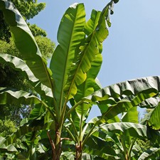 Tropical Patio Plant, Musa Basjoo Banana, Foliage Plant, 30cm Tall, 9cm Potted