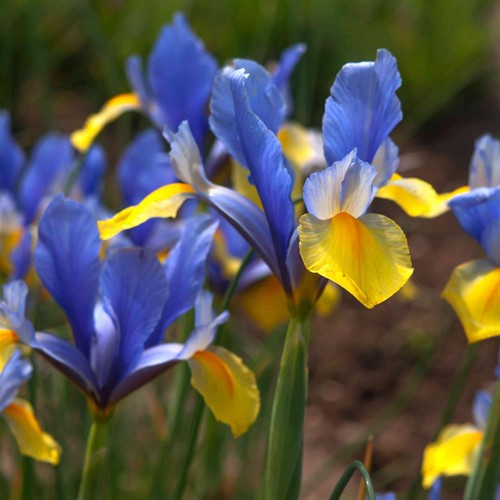 150 blue magic dutch iris - magic,
